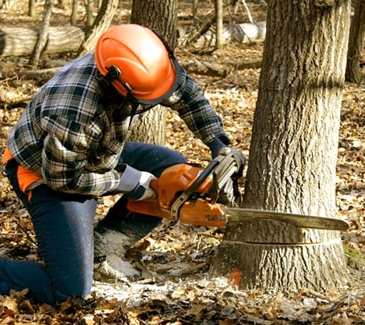 Tree Removal in Monument, KS